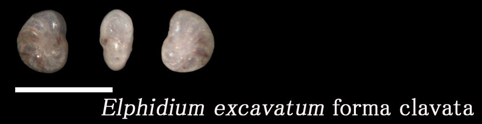 Elphidium excavatum forma clavata